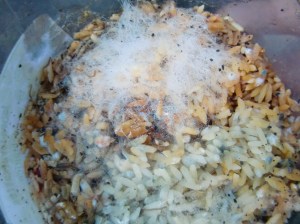 biodiversity in soils 