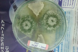 Soil fungi, blocking the growth of a pathogen. Vietnam 2014.
